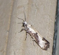 Prays fraxinella (Praydidae)? S